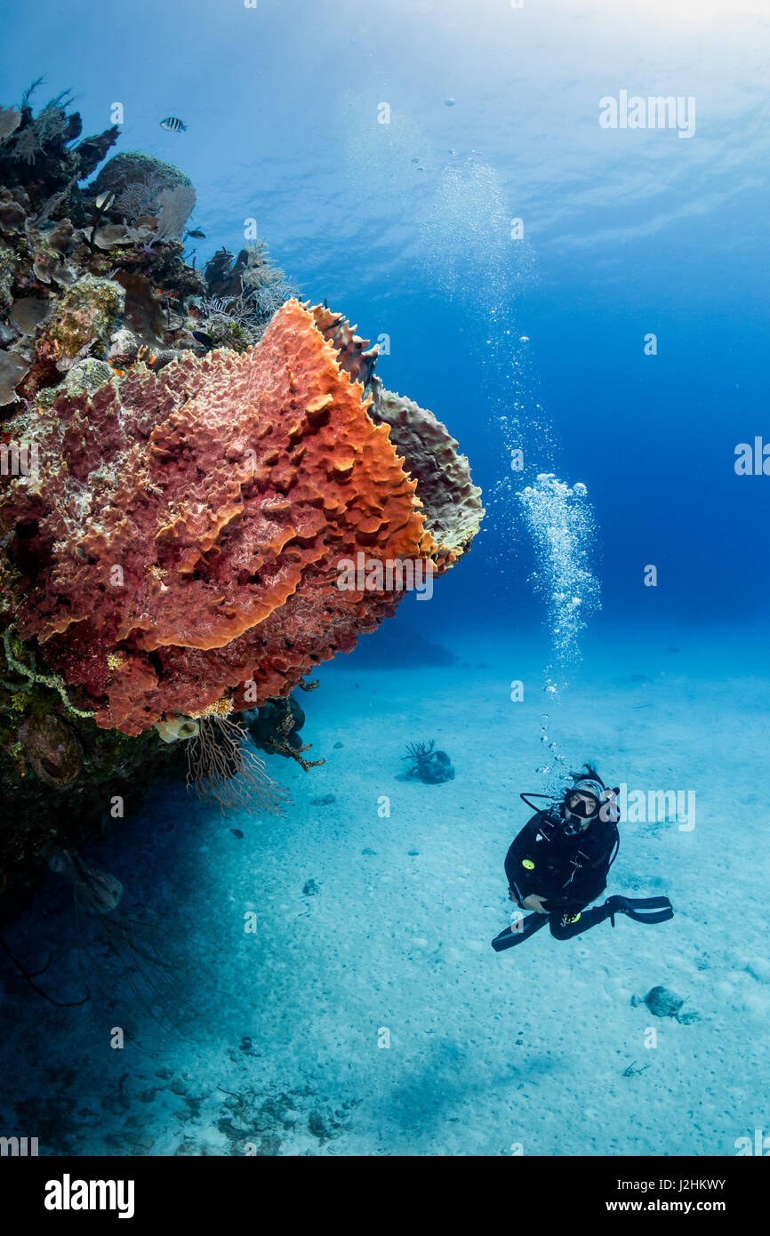 Femme de plongée sous marine et l'éponge sur un récif de coraux tropicaux Banque D'Images