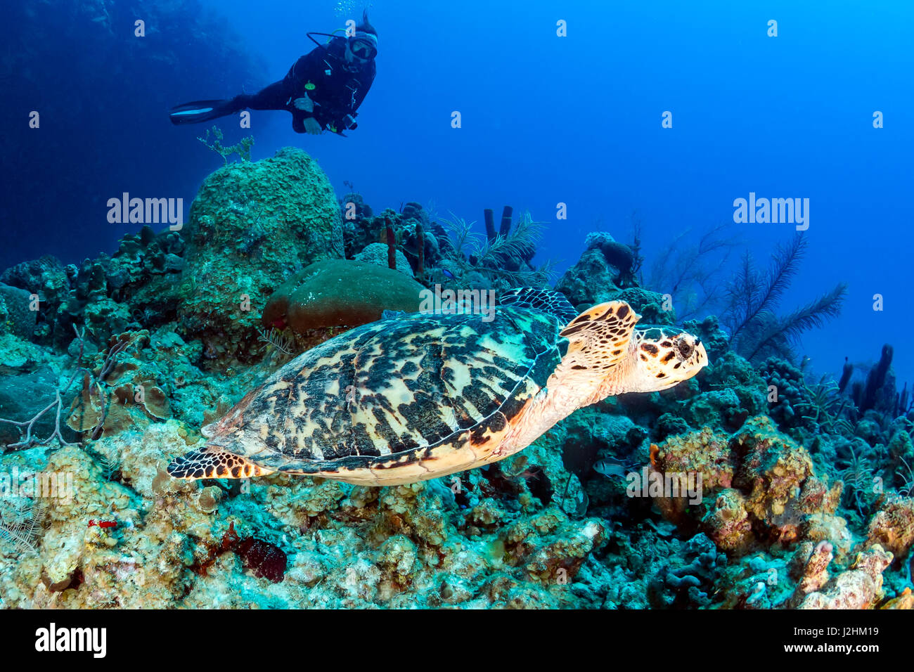 Femme plongeur et tortue sur un récif de corail Banque D'Images