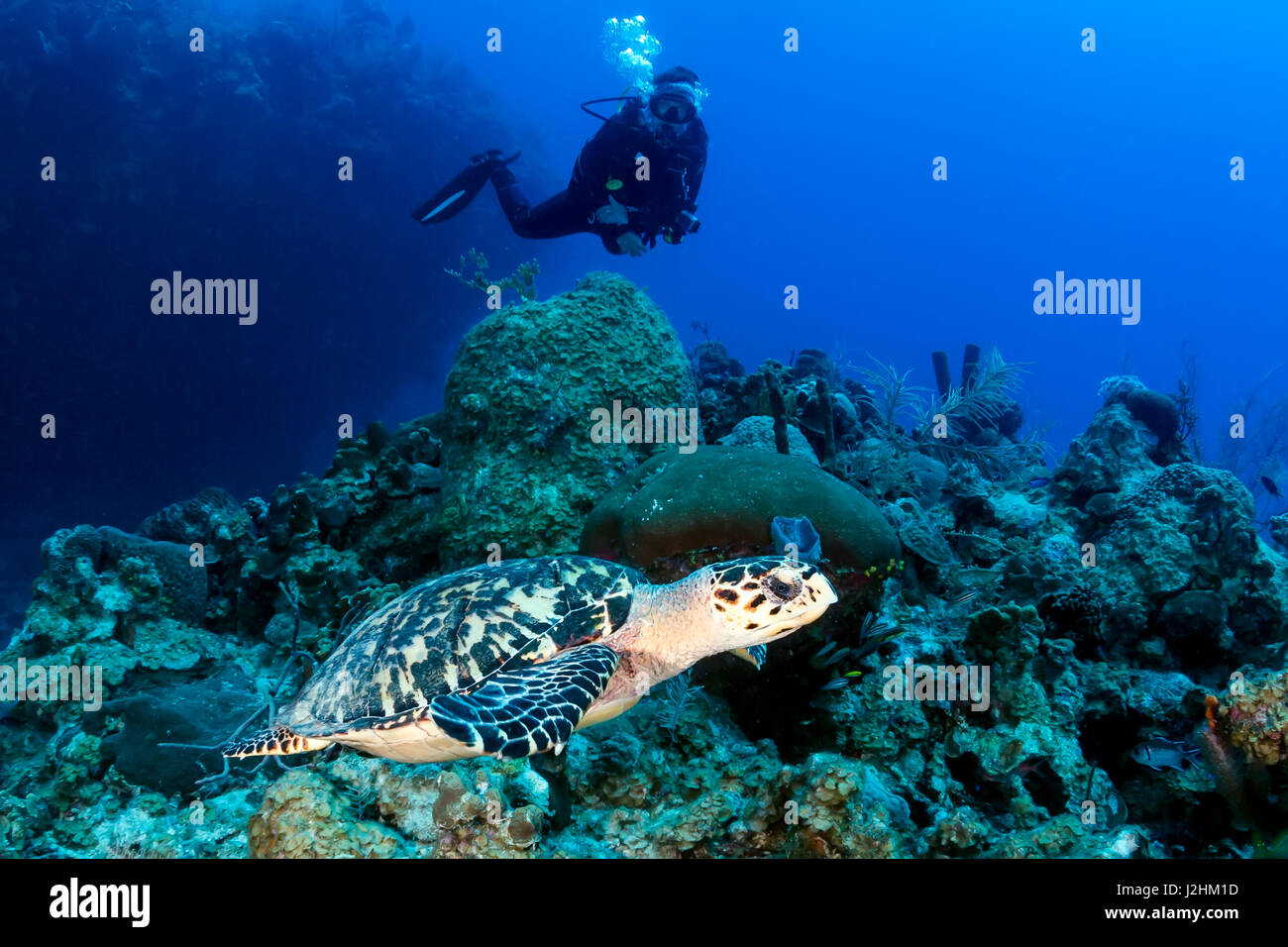 Femme plongeur et tortue sur un récif de corail Banque D'Images