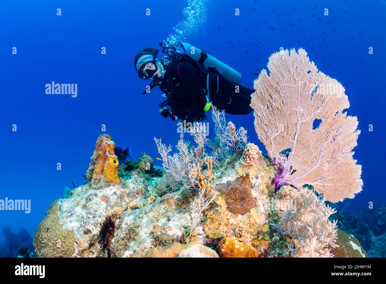 Les jeunes filles près de scuba diver un seafan sur un récif de coraux tropicaux Banque D'Images