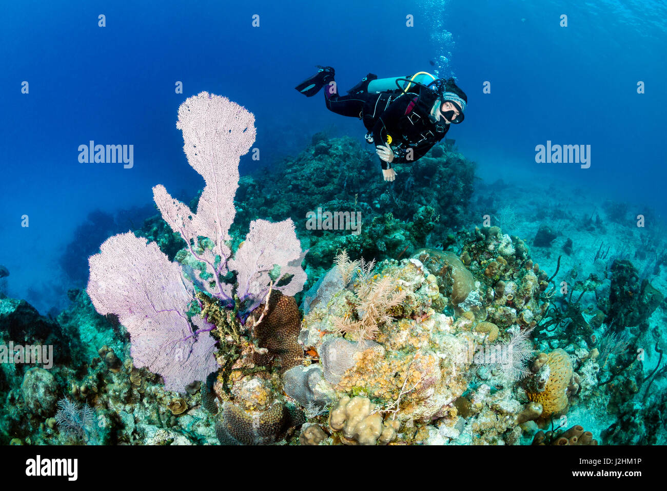Plongeur femelle à côté d'un grand ventilateur de la mer Banque D'Images