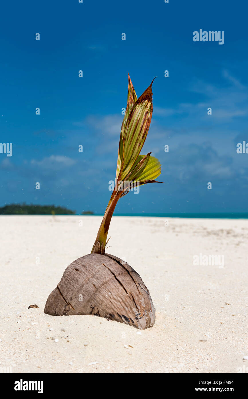 La germination, la noix de coco Petit cocotier (Cocos nucifera), banc de sable en face de Tekopua, les Îles Cook, l'Océanie Banque D'Images