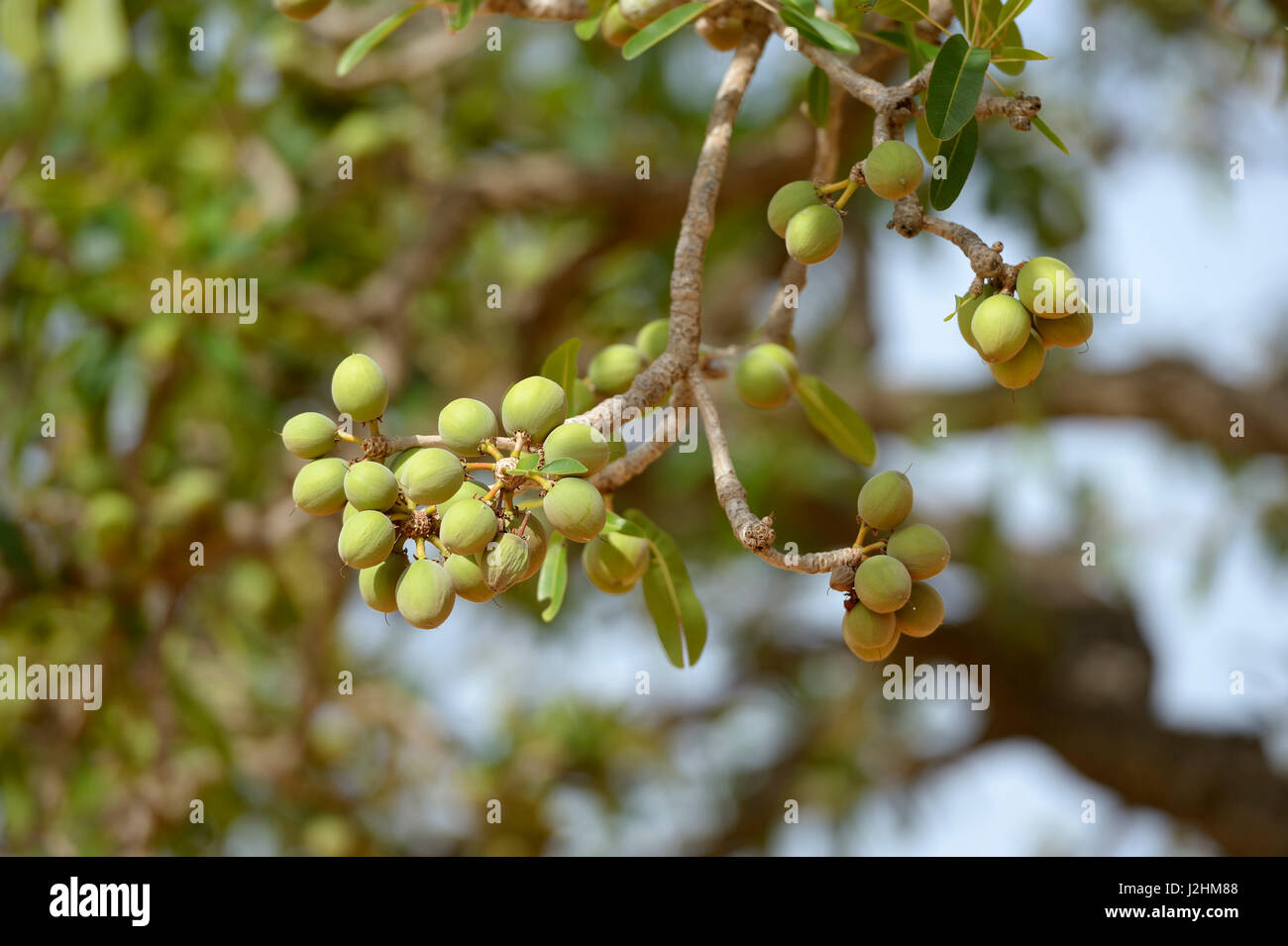 Karité (Vitellaria paradoxa) avec des fruits, Burkina Faso Banque D'Images