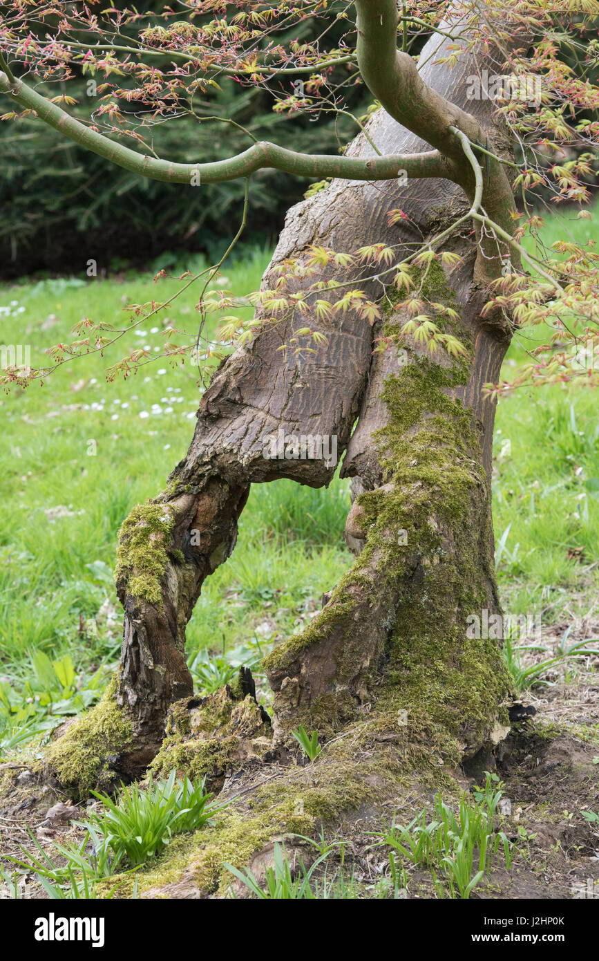 Trou dans un vieux tronc d'arbre Acer palmatum en décomposition. UK Banque D'Images
