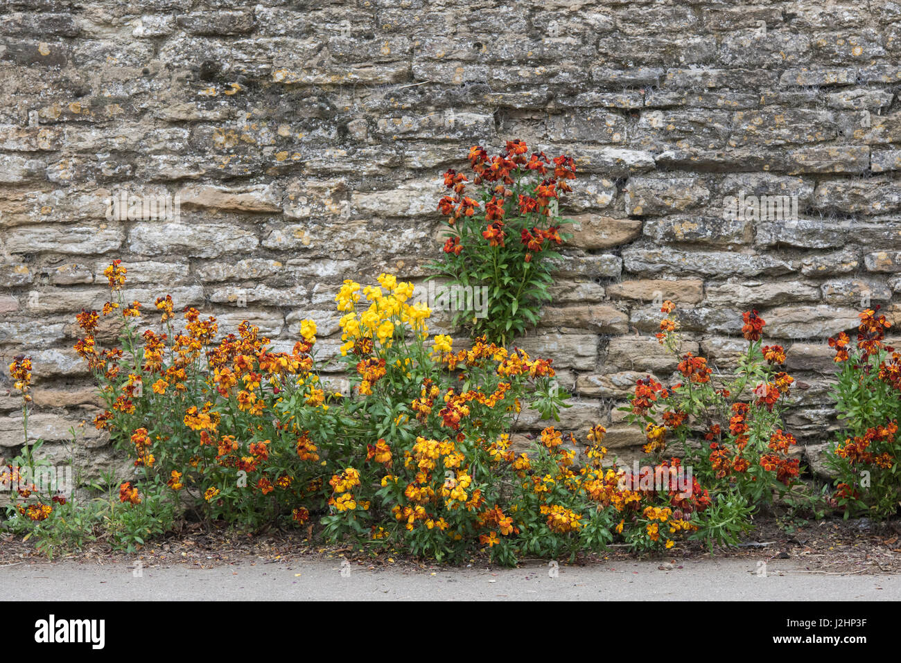 L'Erysimum. Wallflowers le long d'un mur de pierre dans le village de Charlton, Northamptonshire, Angleterre Banque D'Images