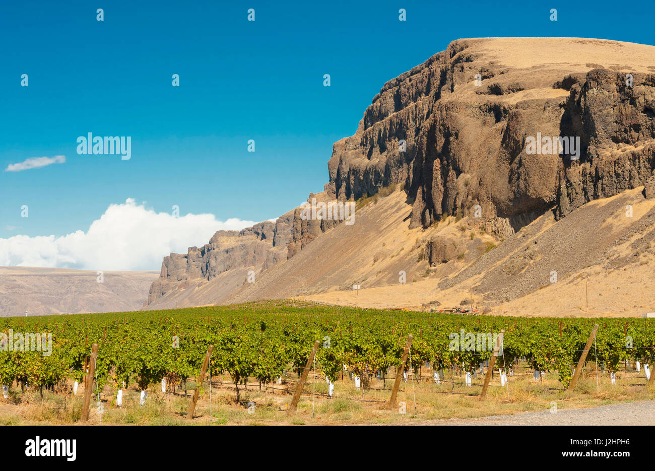 Usa, l'État de Washington, d'anciens lacs. Dans le vignoble du Château Espagnol d'anciens lacs, Ava. Banque D'Images