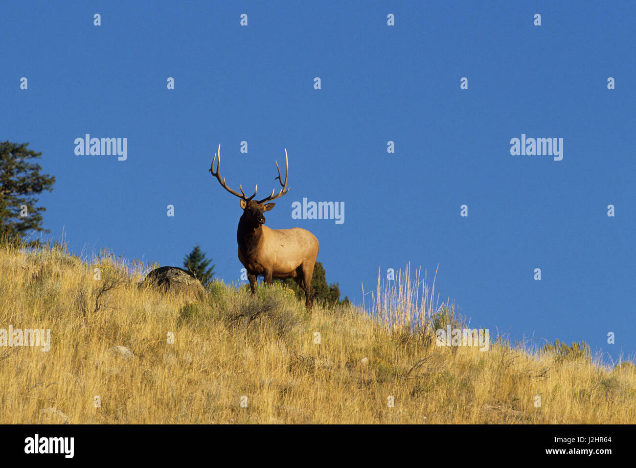 Wapiti (Cervus elaphus) Bull, Wyoming Banque D'Images