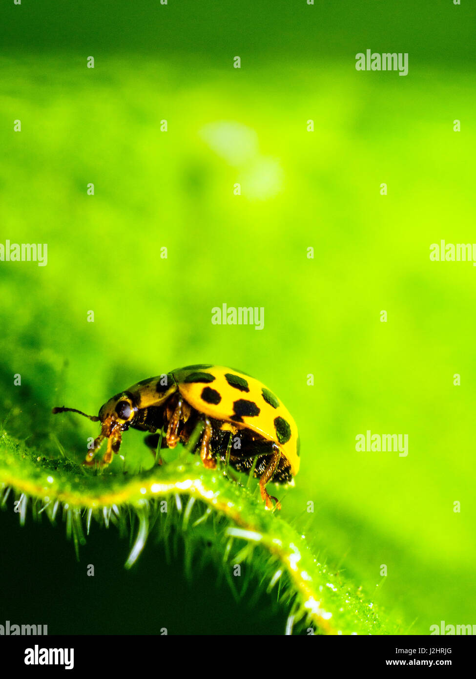 22-spot ladybird (Psyllobora vigintiduopunctata) - Londres, Angleterre Banque D'Images