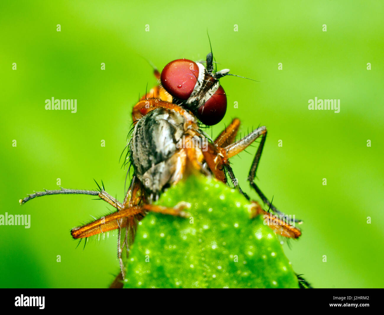 La lutte contre deux mouches (Musca domestica vs Scathophaga inquinata) - Londres, Angleterre Banque D'Images