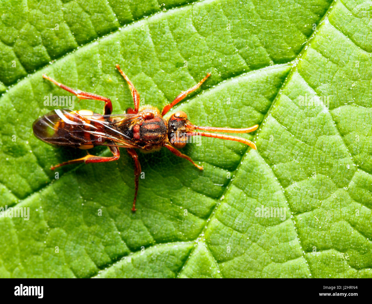 Nomad Bee - Londres, Angleterre Banque D'Images