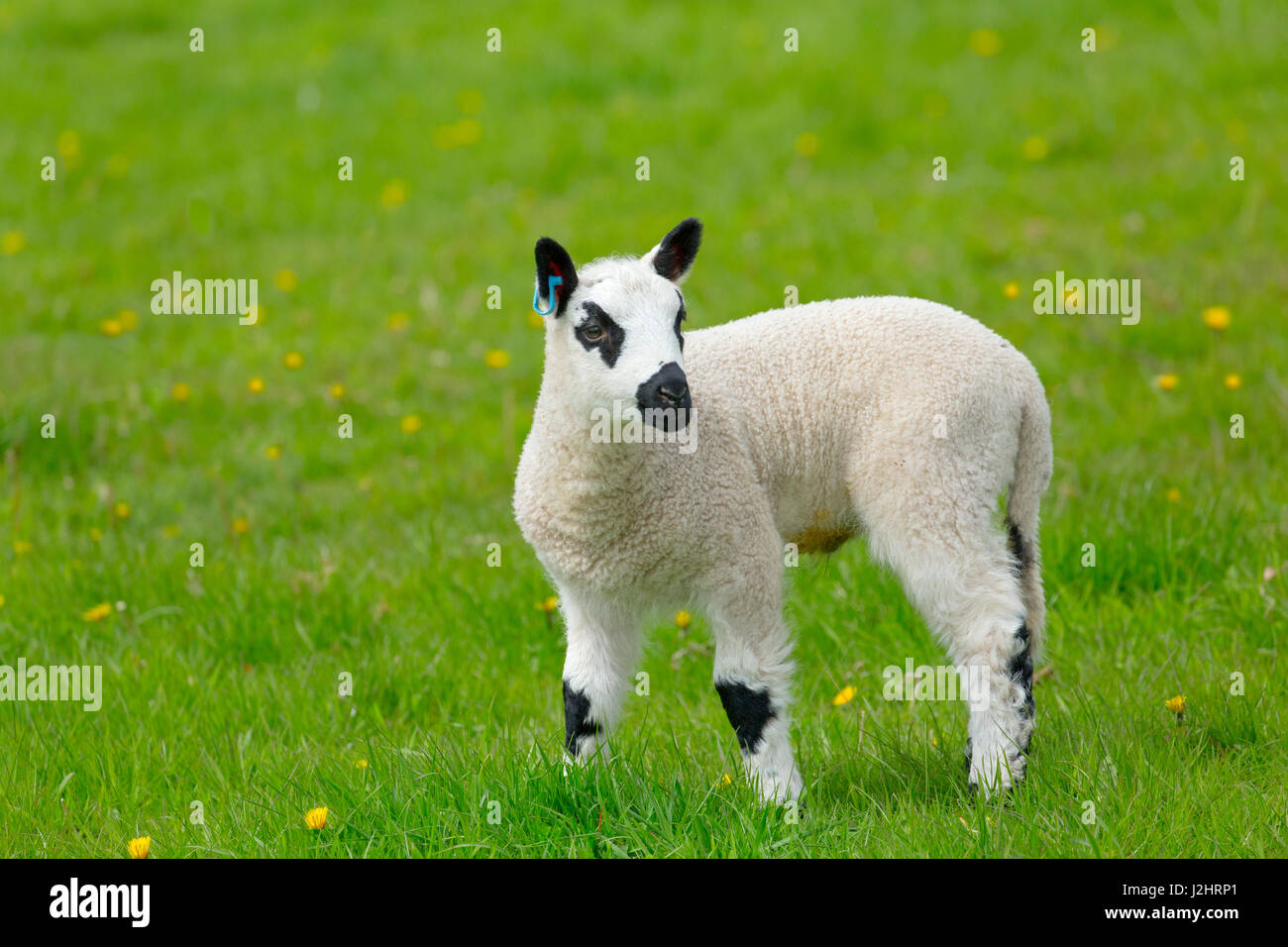 Kerry Hill troupeau de moutons agneaux de printemps Banque D'Images