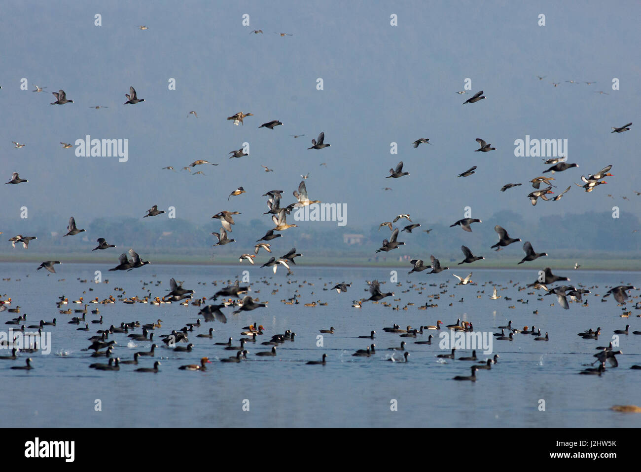 Volée d'oiseaux migrateurs à Haor Haor également appelé Tangua Haor. C'est un marais unique écosystème. Chaque hiver l'haor abrite environ 200 types o Banque D'Images