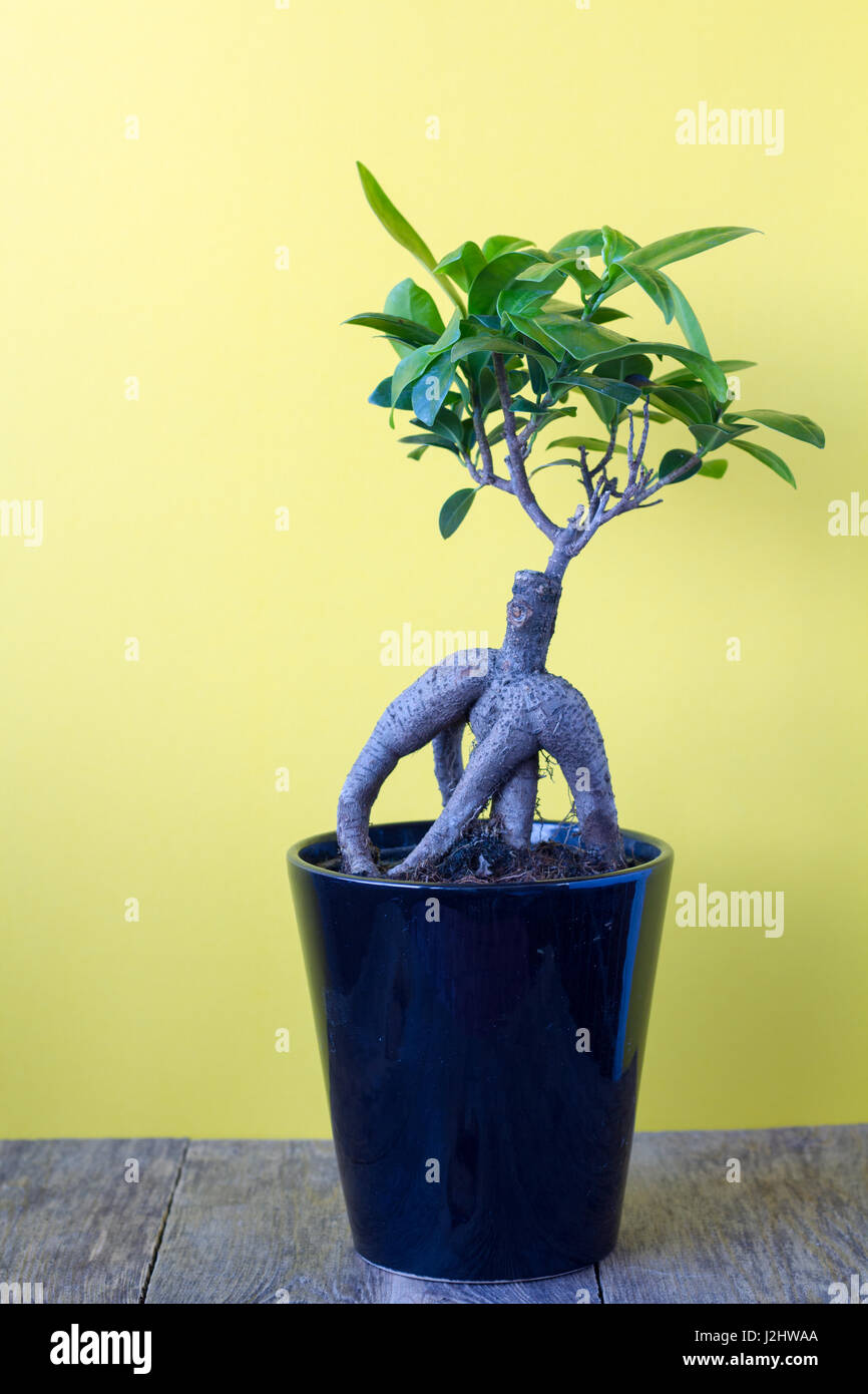 Ficus retusa bonsai Banque de photographies et d’images à haute