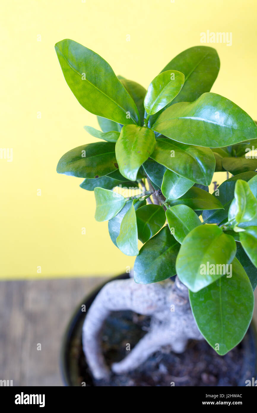 Ficus microcarpa ginseng Banque de photographies et d’images à haute résolution Alamy