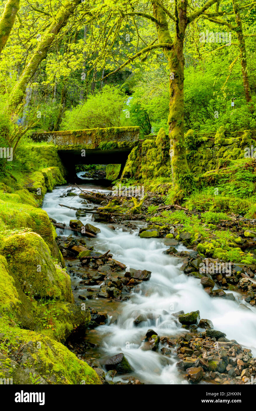 USA (Oregon), Réserve Naturelle Wahkeena Falls. Situé sur la I-84, le Columbia River Gorge Scenic Area est célèbre pour ses cascades. Banque D'Images