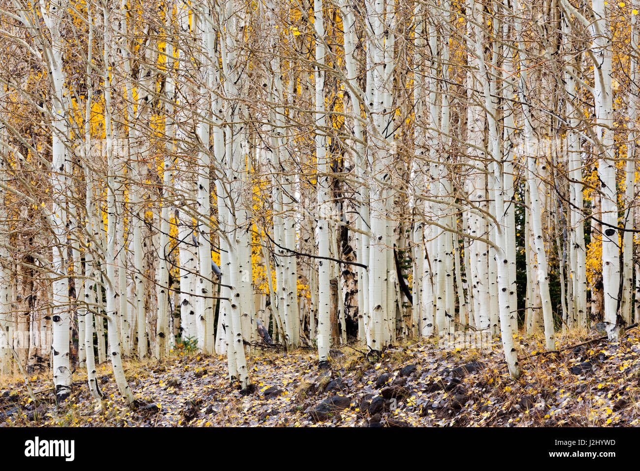 L'Utah, Dixie National Forest, forêt de trembles le long de l'autoroute 12 Banque D'Images