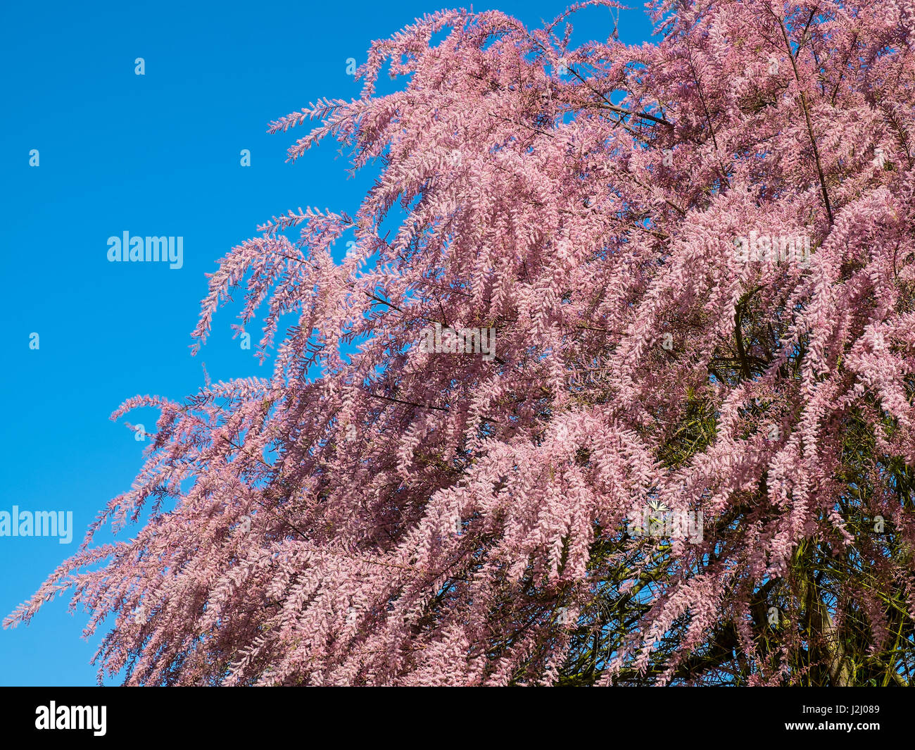 Tamaris (Tamarix gallica) en pleine floraison - France Photo Stock - Alamy