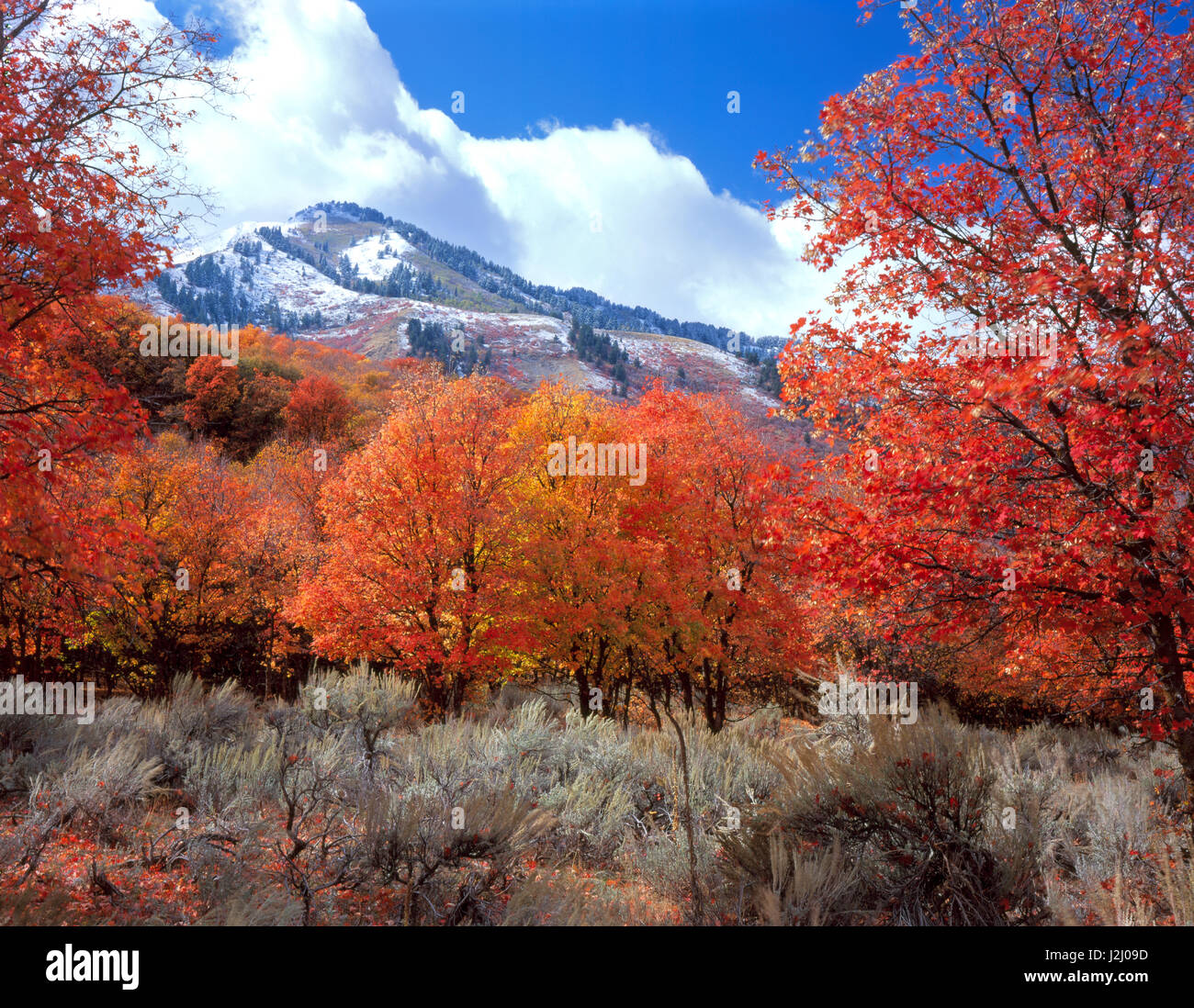 L'Utah. USA. Les érables (Acer originant gradidentatum) à l'automne sur pied des montagnes Wellsville. Tailles disponibles (grand format) Banque D'Images