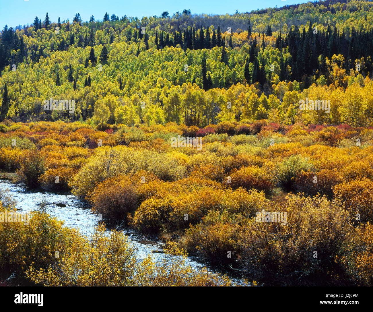 L'Utah. USA. Les saules (Salix lutea) et de peuplier faux-tremble (Populus tremuloides) le long de la rivière de Logan à l'automne. Logan Canyon. Gamme de Bear River. Montagnes Wasatch. Uinta-Wasatch-Cache National Forest. Tailles disponibles (grand format) Banque D'Images