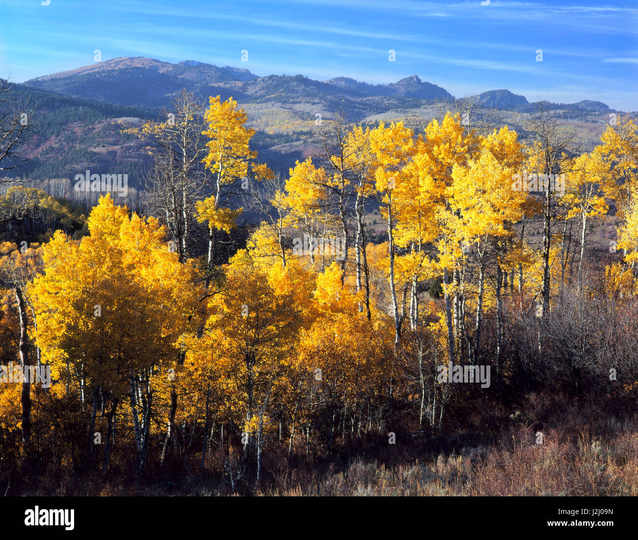L'Utah. USA. Tremble (Populus tremuloides) en automne. Mt. Magog et Naomi Peak sur la crête principale de la rivière Plage dans la distance. Montagnes Wasatch. Uinta-Wasatch-Cache National Forest. Tailles disponibles (grand format) Banque D'Images