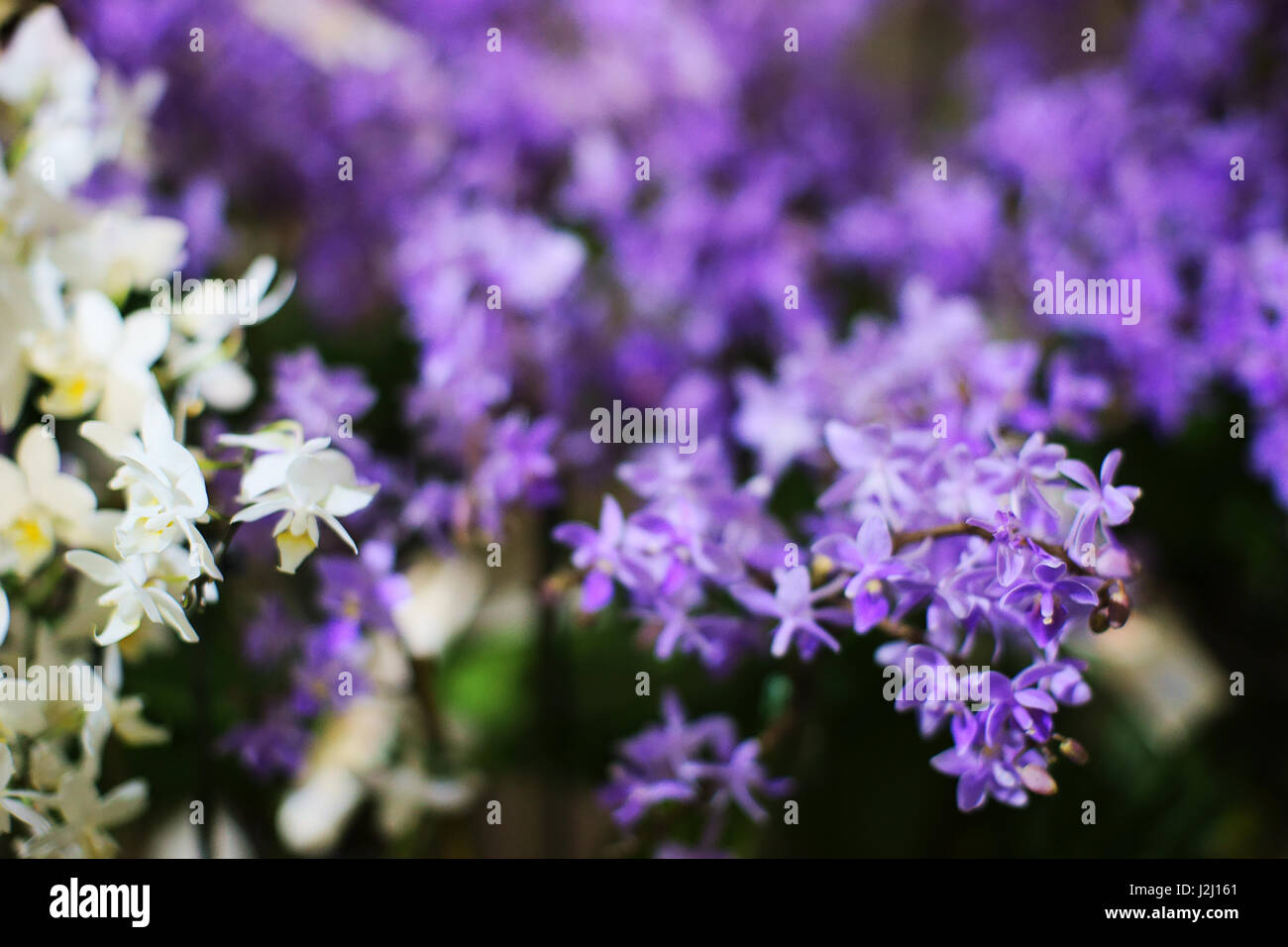 Fleur Orchidée dendrobium - Banque D'Images