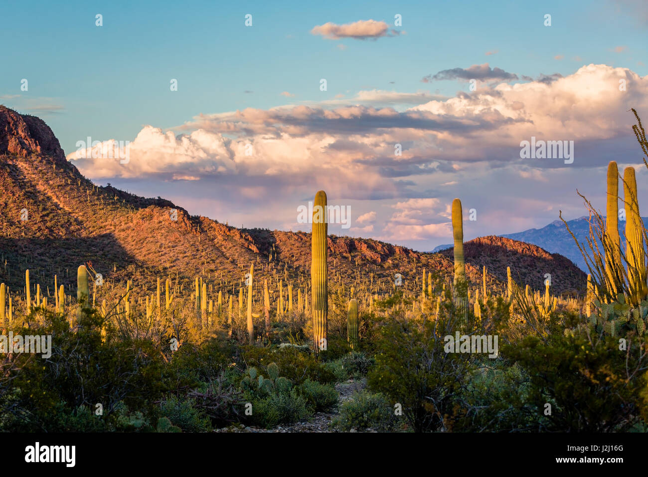 Les rayons d'or de la mort apporte un contraste coloré pour le désert de Sonora. Saguaro National Park Tucson Mountain Unité. Banque D'Images