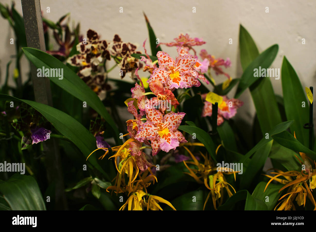 Fleur Orchidée dendrobium - Banque D'Images