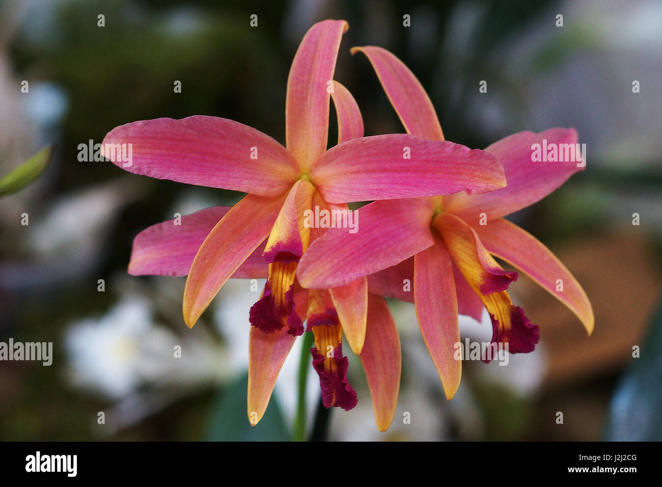 Orchidée fleur - orchidée Cattleya Banque D'Images