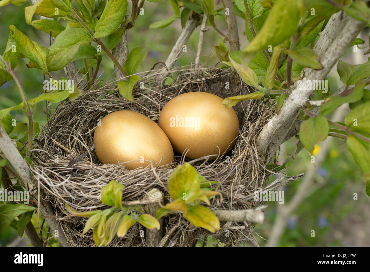 Avec deux nids d'oiseaux les oeufs d'or Banque D'Images