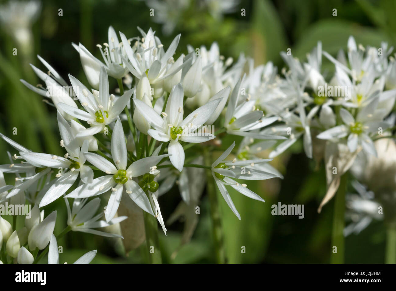 Gros plan de fleurs de l'ail sauvage appelée Ramsons / Allium ursinum. Un subst. de l'ail en cuisine et métaphore de la quête d'aliments sauvages au printemps Banque D'Images