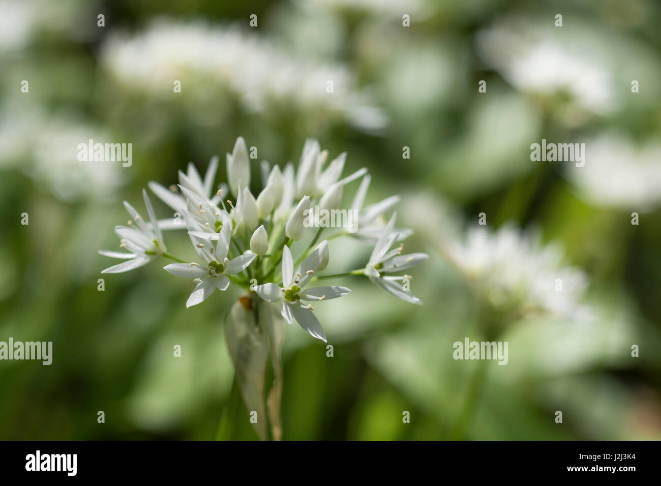 Gros plan de fleurs de l'ail sauvage appelée Ramsons / Allium ursinum. Un subst. de l'ail en cuisine et métaphore de la quête d'aliments sauvages au printemps Banque D'Images