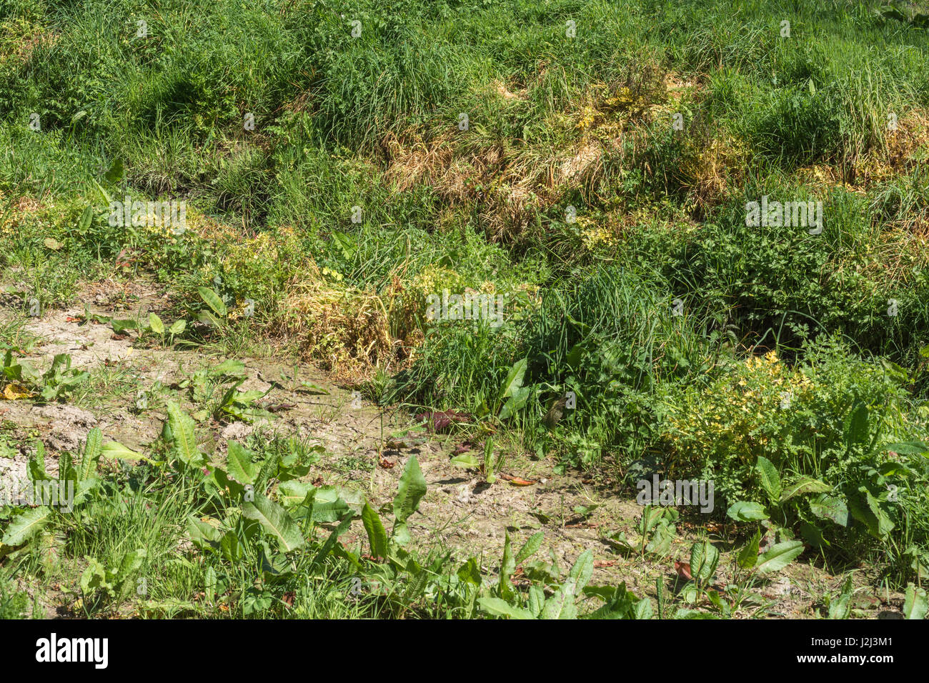 Lutte contre les mauvaises herbes nuisibles par utilisation d'herbicides - feuilles jaunées de pruche empoisonnée eau-Dropwort / Oenanthe crocata à côté du fossé de drainage, voie navigable Banque D'Images