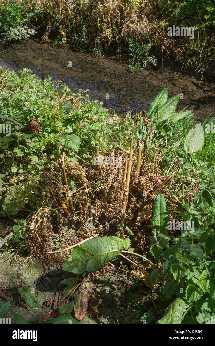 Lutte contre les mauvaises herbes nuisibles par utilisation d'herbicides - feuilles jaunées de pruche empoisonnée eau-Dropwort / Oenanthe crocata à côté du fossé de drainage, voie navigable Banque D'Images