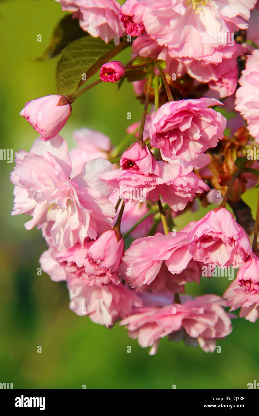Pink Sakura (cerisiers en fleurs au printemps) Banque D'Images