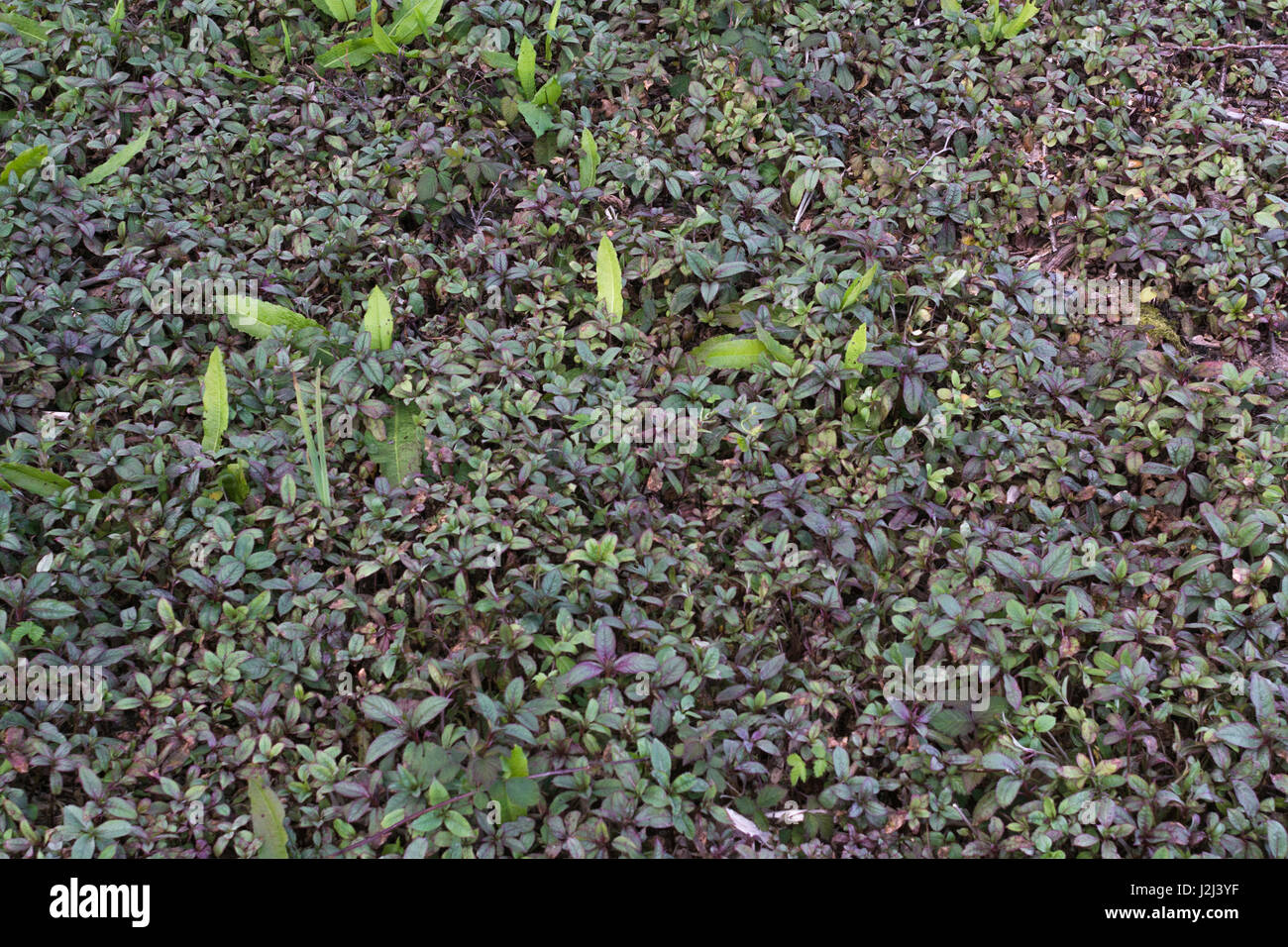 Pré-jeune feuillage floraison / feuilles / Impatiens glandulifera balsamine de l'himalaya. La lutte contre les mauvaises herbes envahissantes des milieux humides de la rivière. La germination des mauvaises herbes mauvaises herbes, patch, l'invasion Banque D'Images