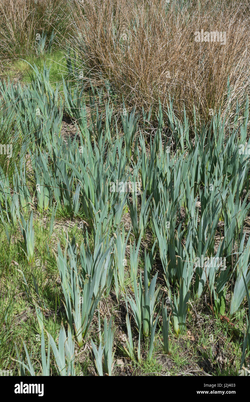 Au début du printemps, la croissance de l'iris jaune / Iris pseudacorus. Une plante qui aime les terrains humides et humides / habitats. Banque D'Images