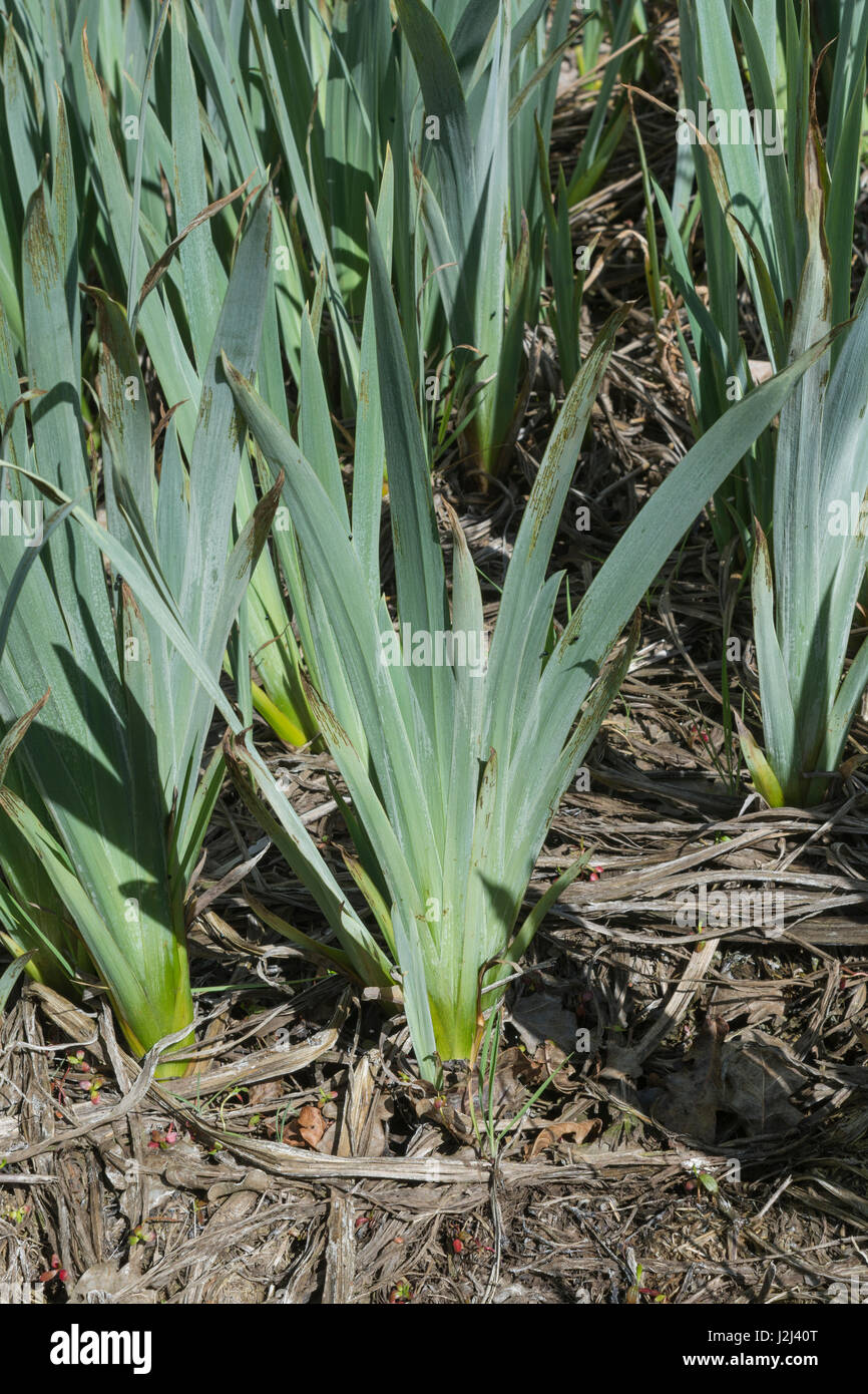 Au début du printemps, la croissance de l'iris jaune / Iris pseudacorus. Une plante qui aime les terrains humides et humides / habitats. Banque D'Images