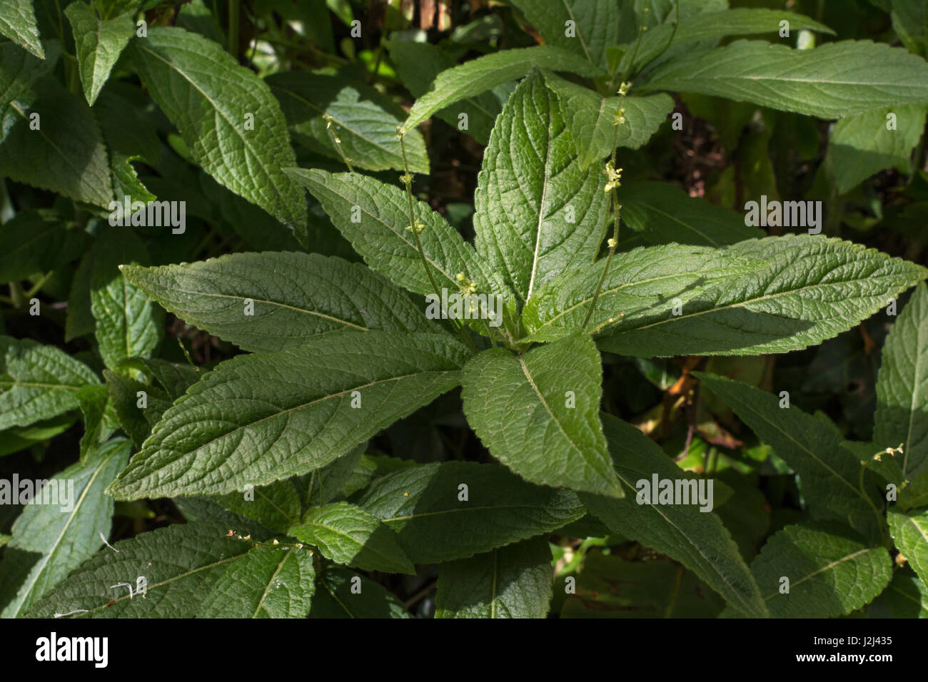 Dog's Mercury / Mercurialis perennis en fleur - une plante toxique trouvés dans les haies et sous-bois au printemps. Banque D'Images