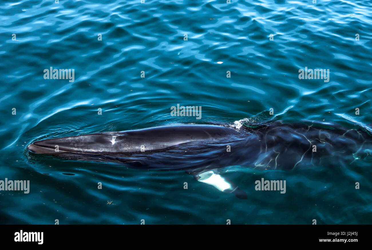 Rorqual commun dans l'océan à la recherche hors de l'eau, Nouveau Brunswick, Canada Banque D'Images