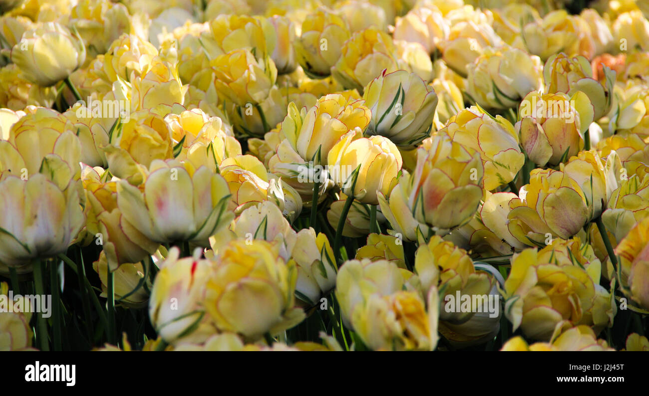 De nombreuses fleurs tulipes jaune et blanc, fond tulip fest, Ottawa, Ontario, Canada Banque D'Images