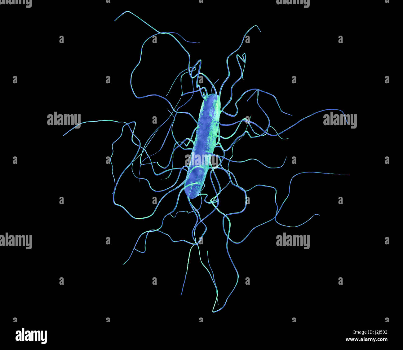 Bactérie Clostridium difficile avec peritricheux flagelles, illustration de l'ordinateur. Le C. difficile est à Gram positif, anaérobie, sporulation, procaryote en forme de tige avec flagelles. peritricheux C'est une bactérie qui est une partie normale de l'intes Banque D'Images