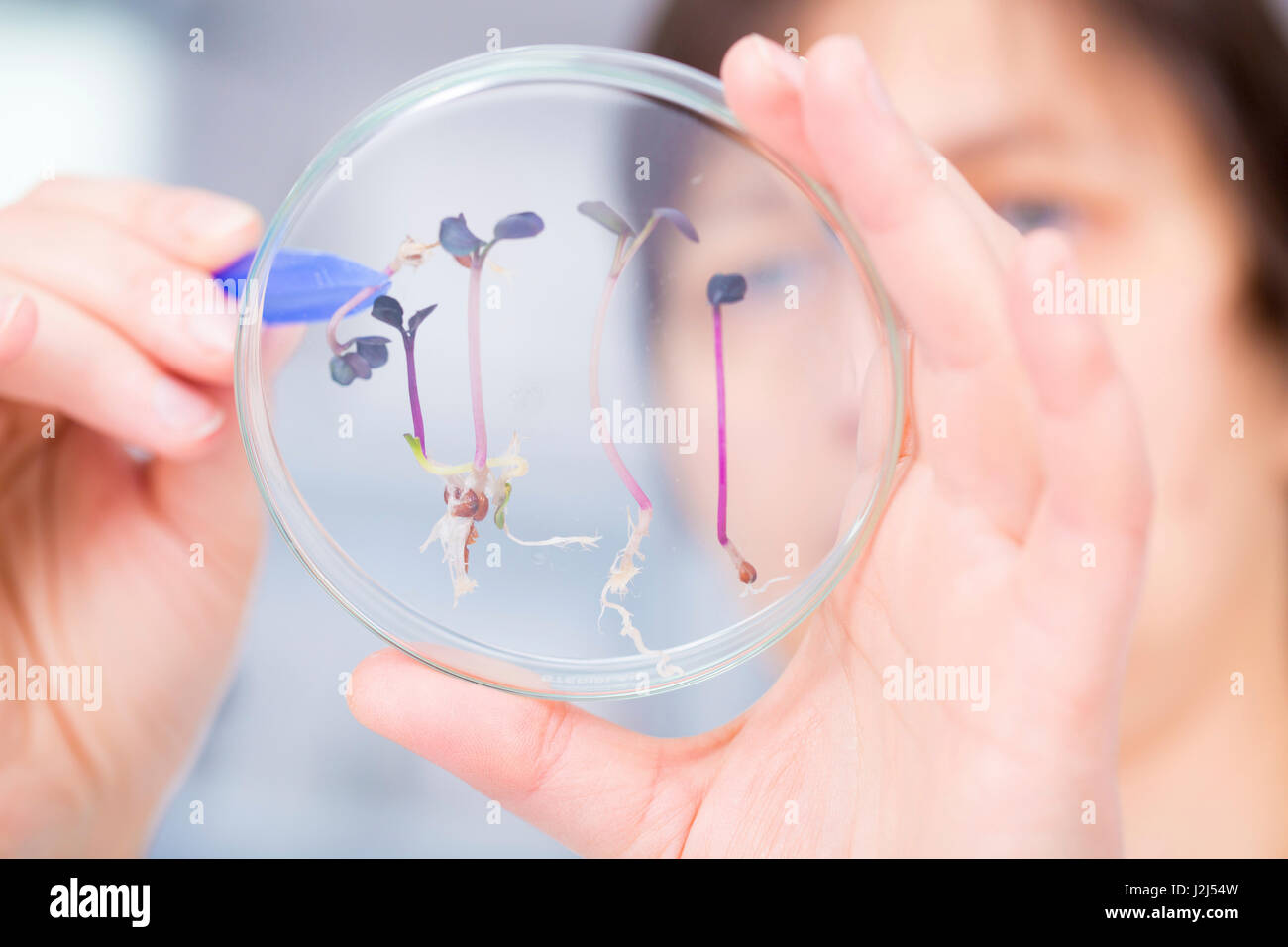 Female scientist examining plants dans une boîte de pétri, Close up. Banque D'Images