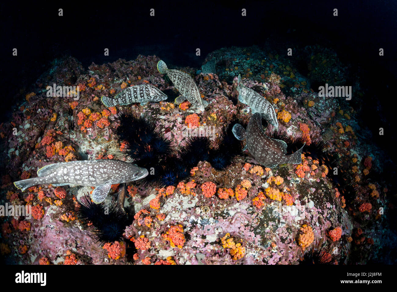 Essaim d'Flecken-Zackenbarsch (mérou) mange un oursin, ineremis Dermatolepis Serranidae, noir-blotched stingray, Taeniura meyeri, Cocos en Islande, au Costa Rica Banque D'Images