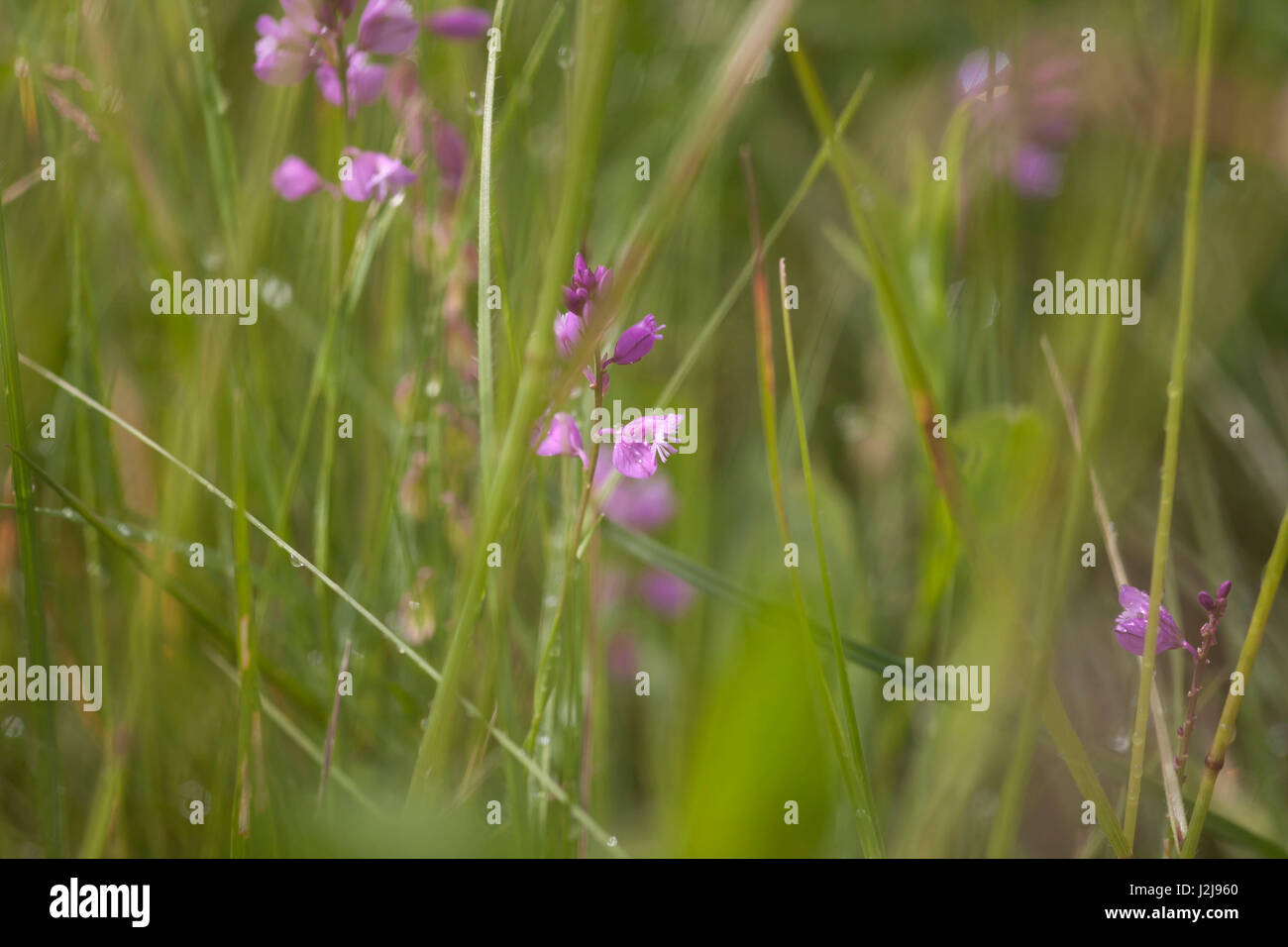 La santé de l'ouest / la lande, Dactylorhiza maculata spotted orchid Banque D'Images