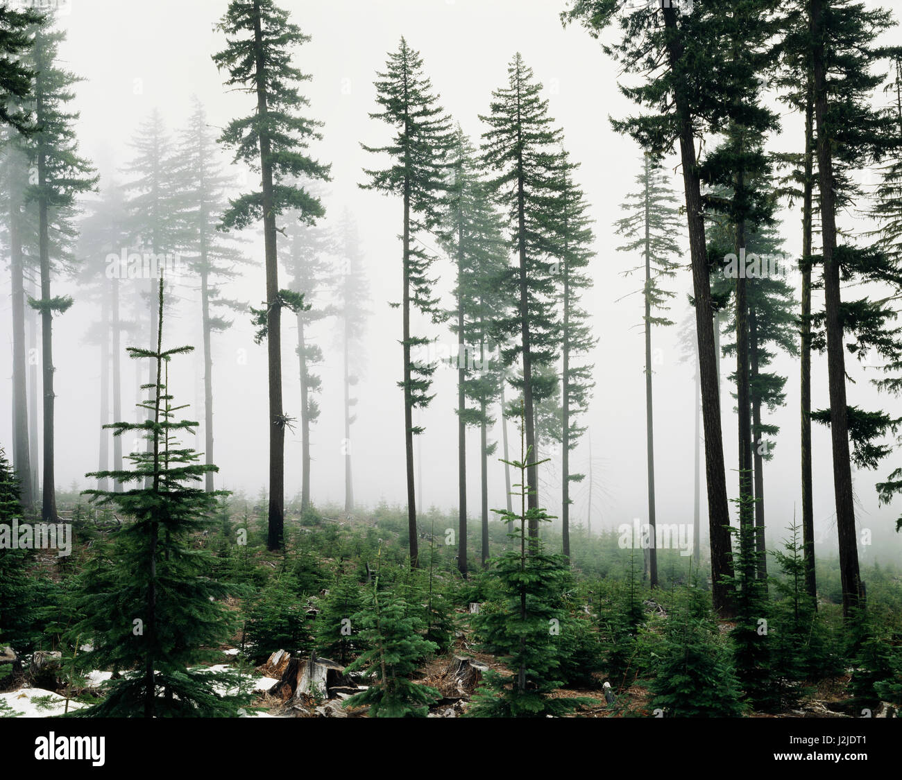 USA, Washington, les forêts aménagées. Tailles disponibles (grand format) Banque D'Images