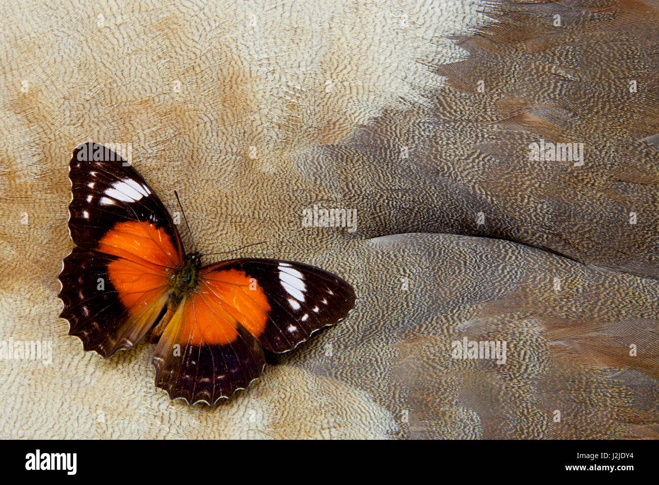 Papillon sur la chrysope Design en plumes d'oie égyptienne Banque D'Images