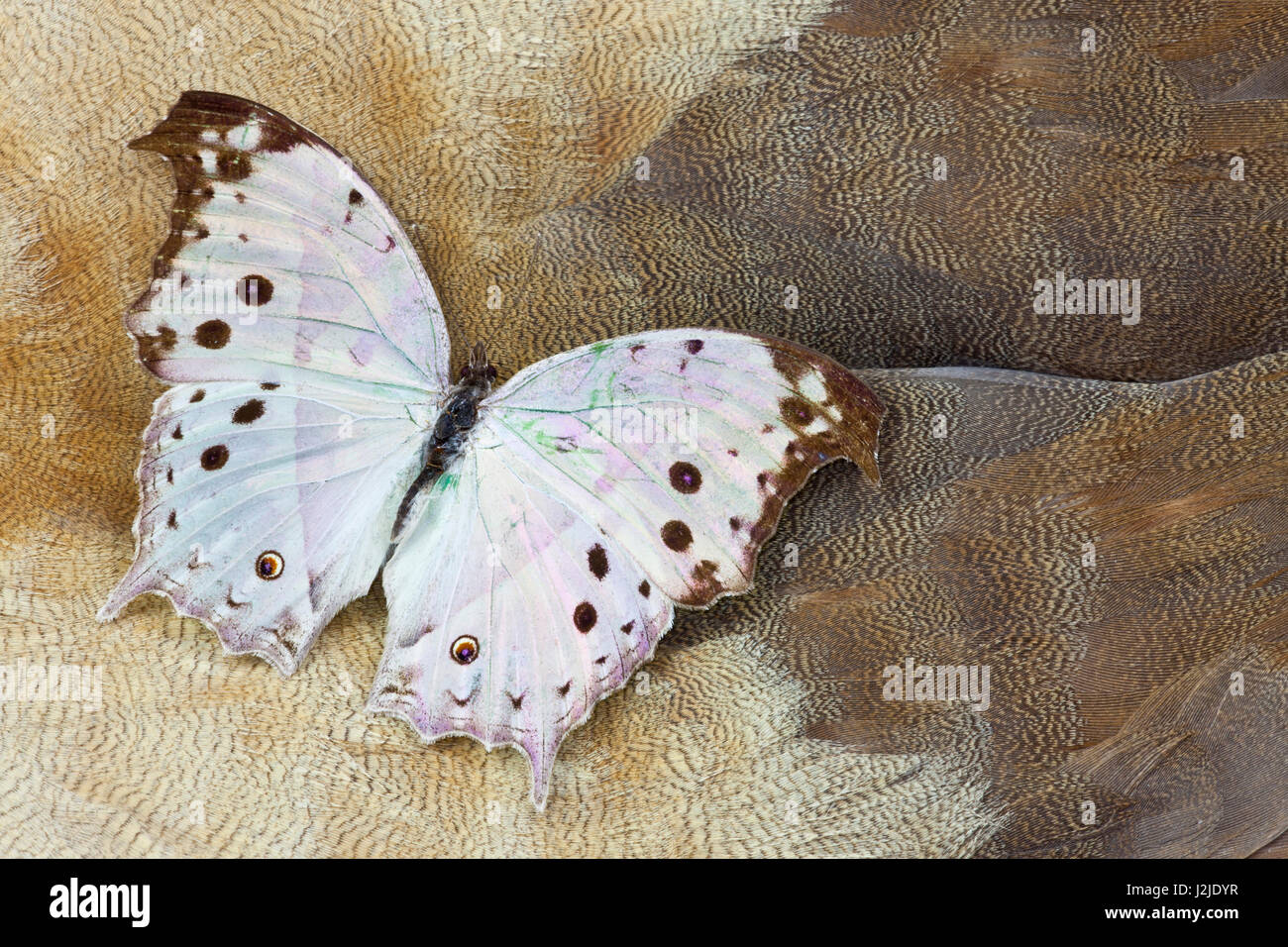 Salamis parhassus papillon sur la conception en plumes d'oie égyptienne Banque D'Images