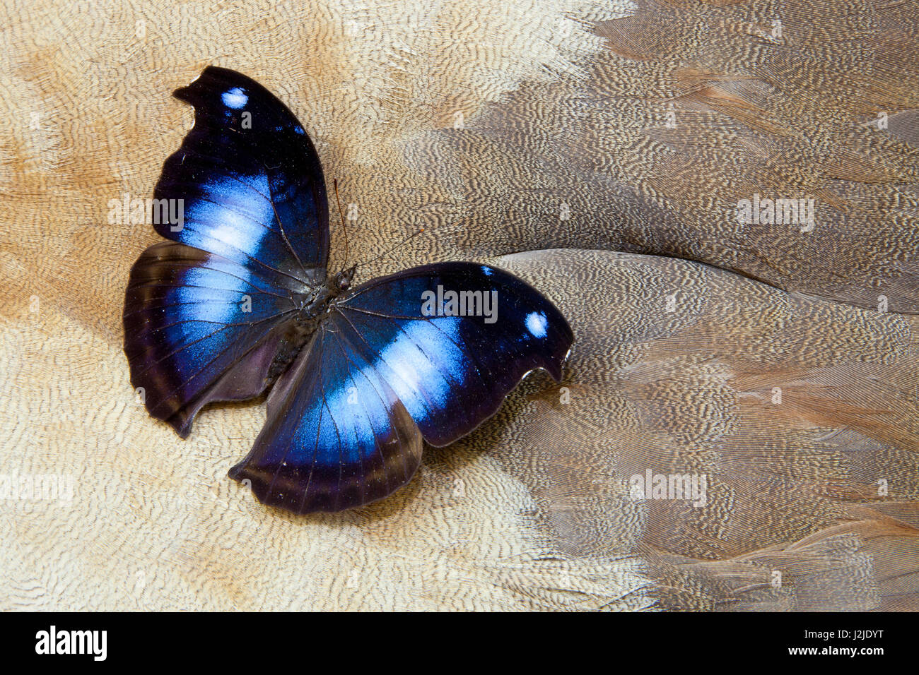 Papillon sur la conception en plumes d'oie égyptienne Banque D'Images