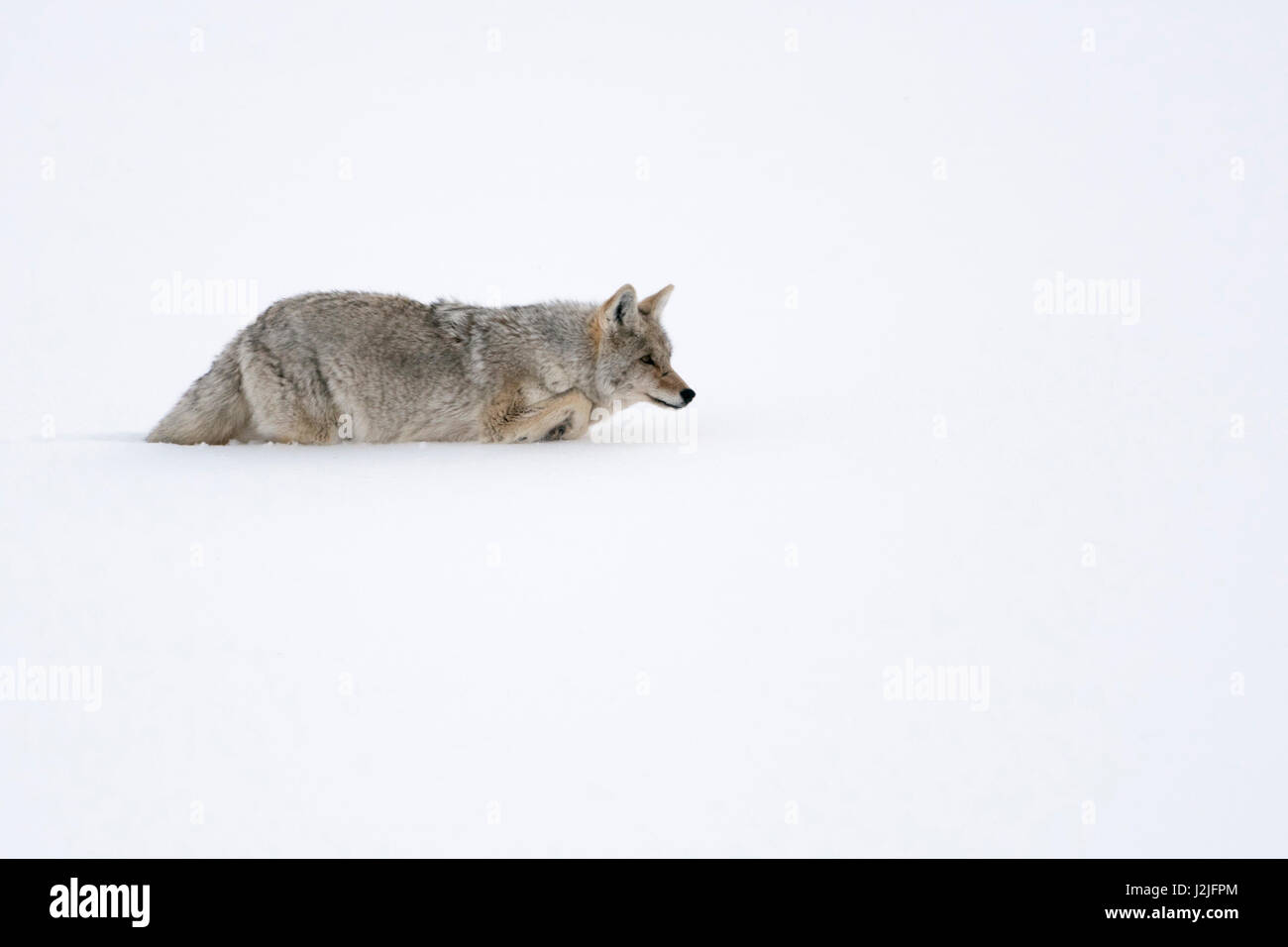 Coyote / Kojote ( Canis latrans ), en hiver, se faufiler à travers la neige vierge profond, chasse, Yellowstone NP, USA. Banque D'Images