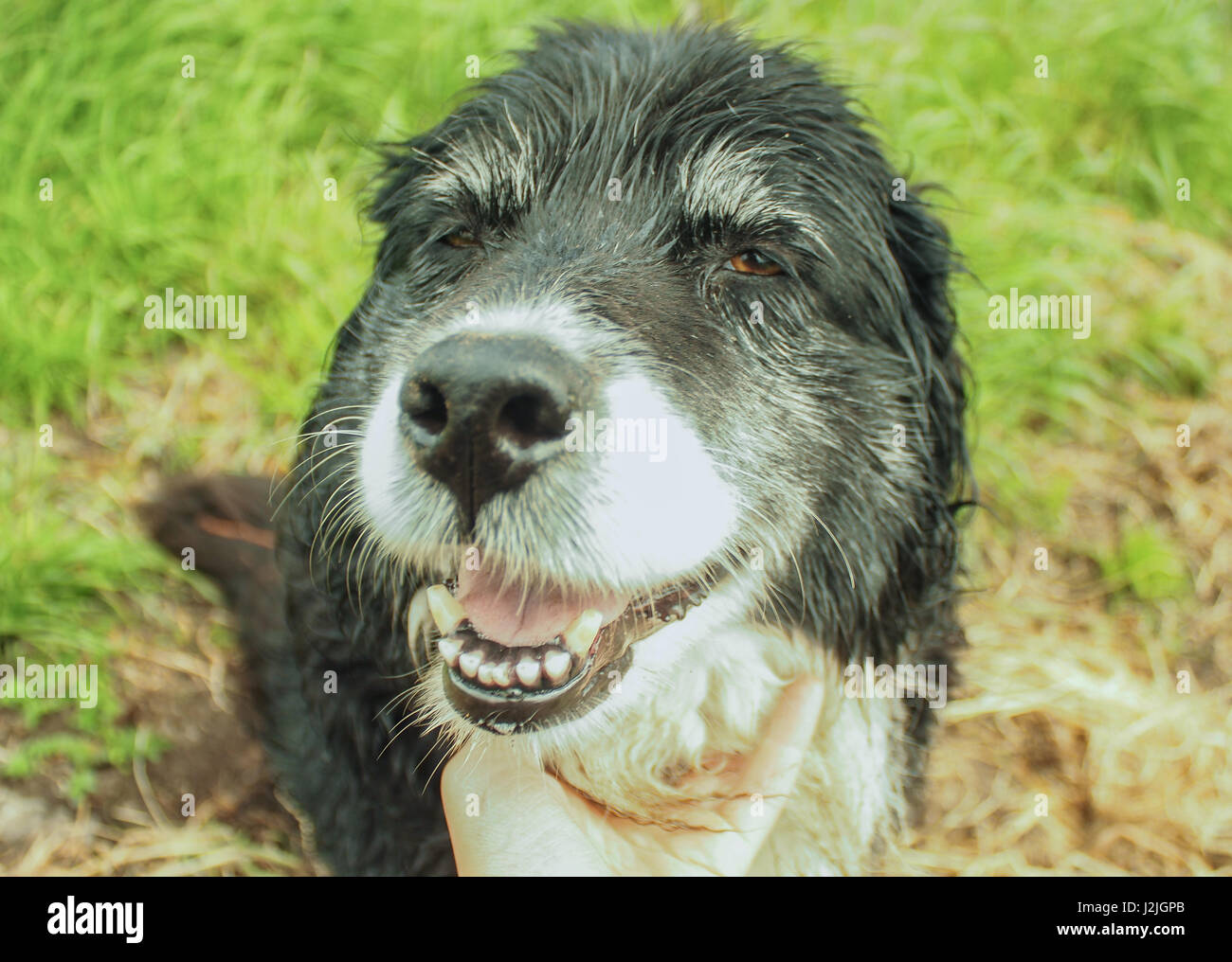Border Collie chien de ferme en Irlande. Banque D'Images